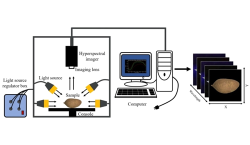 紅薯瑕疵無(wú)處遁形！高光譜成像技術(shù)：品質(zhì)檢測(cè)的“超級(jí)顯微鏡”